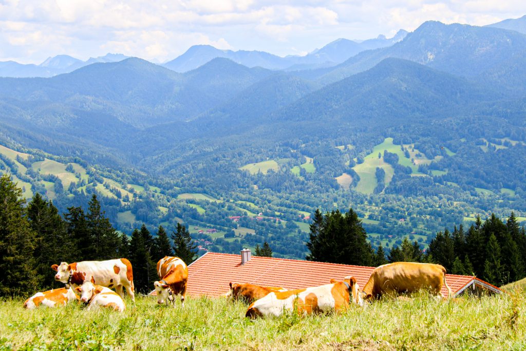 Ausblick vom Blomberg bei Bad Tölz mit Kühen auf der Weide